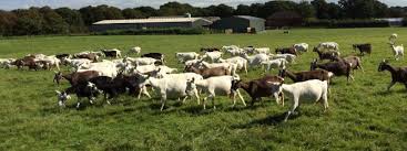 Purina® goat chow® goat feed is uniquely balanced for optimal body condition and can help build strong kids into healthy goats. P S Agro Mumbai Posts Facebook