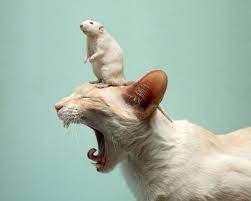 Rat Friend Perched On Cat Head Cute Animals Animals Friends Cats