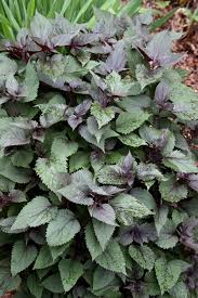 Image result for Monadenium rugosum