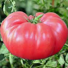 Growing pink brandywine tomatoes isn't much different from growing other tomatoes. Brandywine Pink Tomato Plants For Sale Free Shipping