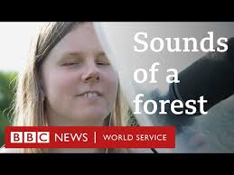 The sounds of Europe's last primeval forest