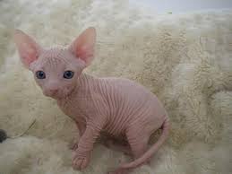 Pin By Jody Moenich On Cats Hairless Kitten Baby Animals Hairless Cat