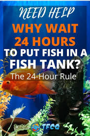 The 24 Hour Rule Why Wait 24 Hours To Put Fish In A Tank Fresh Water Fish Tank Freshwater Aquarium Fish Aquarium Maintenance