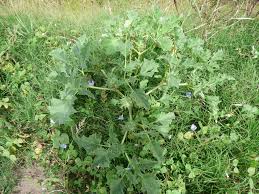 Image result for Datura ferox
