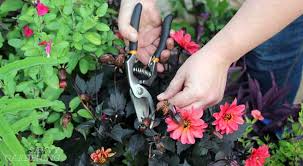 Let's face it, we all love flowers and to see blooming flowers in every direction we look, is blissful. Container Garden Maintenance Tips Help Your Plants Thrive All Summer