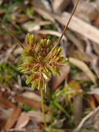 Image result for Pycreus chrysanthus