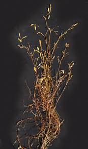 Image result for Potamogeton octandrus