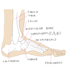 Check spelling or type a new query. Foot Anatomy 101 A Quick Lesson From A New Hampshire Podiatrist Nagy Footcare