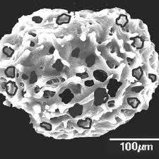 Image result for Blotiella bouxiniana