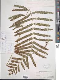 Image result for Amblovenatum opulentum