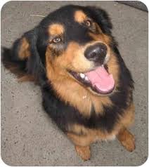 Maybe you would like to learn more about one of these? Harbor City Ca Bernese Mountain Dog Meet Bear A Pet For Adoption