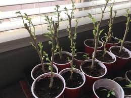 More images for free fruit tree cuttings » Root Fruit Tree Cuttings In 5 Easy Steps Garden Of Luma