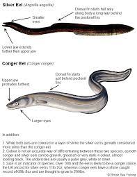 Conger Eel Fish Fishing Boats Blog