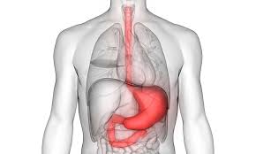Digestive System - Mouth, Stomach, Small & Large Intestines