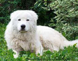 The maremma sheepdog has an ancient history, finding mention in ancient roman paintings, sculpture, and literature. Are You Curious About The Maremma Sheepdog Temperament And Character