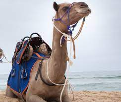 Do social media such as facebook enhance democratic values? Camel Saddle For Sale Camel Connection