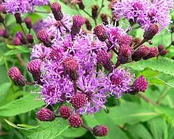Vernonia - Wikipedia