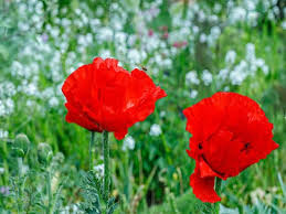 So many novice gardeners have killed their oriental poppy plants through misdirected concern. Best Hacks For Growing Oriental Poppy In Your Garden All You Need To Know For Dazing Flowers