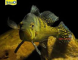 Golden Bahia Peacock Bass Cichla Kelberi This Species Can Be Found Mostly In The Amazon River The Golden Bahia Peacock Bass As It Matures Will Develop Ikan