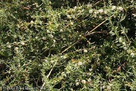 Image result for Pollichia