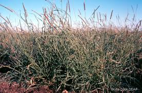 Image result for Setaria incrassata