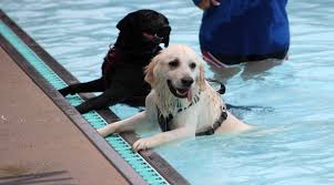 Top hotels with pools in findlay. Dogs Go Swimming Enjoy Other Activities During Dog Pawlooza In Findlay 1330 95 5 Wfin
