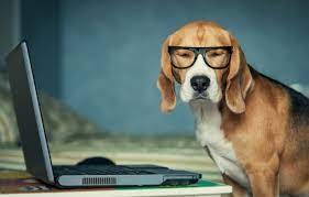 All dog lovers want to see this beautiful creature on their pc, laptop and smart devices, so here you will find high quality wallpaper that will fit on your. Photo Wallpaper Dog Glasses Laptop Office Dog 1332x850 Wallpaper Teahub Io