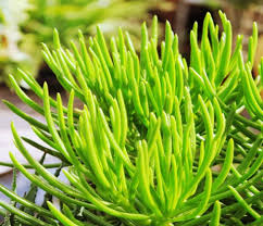 Image result for Senecio forbesii