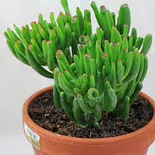There are a few adjustments you should make that will help ensure a cactus has a safe, supportive environment to grow and survive in even without the most optimal amount of light. 21 Best Low Light Indoor Succulents Dead Easy To Grow Inside Low Light Succulents Succulents Crassula Ovata
