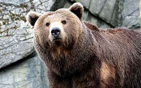 Brown bear, nose, hair, wet 4k wallpaper. Free Hd Bear Wallpapers Pixelstalk Net