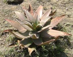 Image result for Blepharispermum pubescens