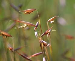 Image result for Monocymbium