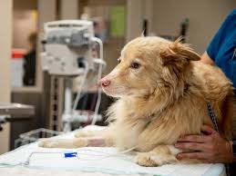 Animal specialty & 24/7 emergency center. Welcome To Veterinary Medical And Surgical Group Orange County
