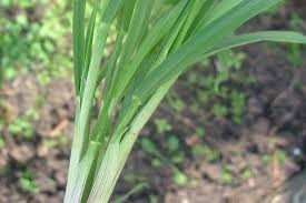 Image result for Bromus catharticus