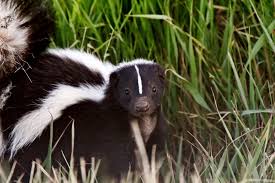 The striped skunk (mephitis mephitis) is a skunk of the genus mephitis that occurs across much of north america, including southern canada, the united states, and northern mexico. Skunks Removal Trapping In Virginia Skunks Digging Under