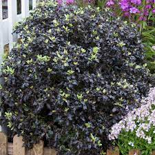 Check spelling or type a new query. Pittosporum Tenuifolium Tom Thumb J Parker Dutch Bulbs
