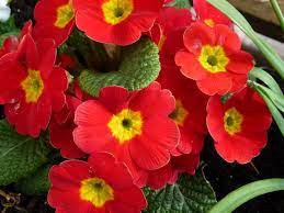 Red Primroses Spring Garden Flowers Primrose Plant Flower Garden Plants