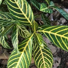 Image result for Sanchezia speciosa