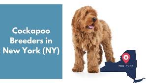 We did not find results for: 14 Cockapoo Breeders In New York Ny Cockapoo Puppies For Sale Animalfate