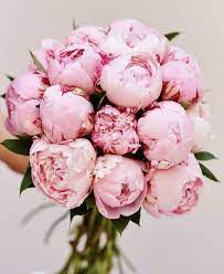 Pin On Flowers