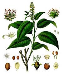 Image result for Croton polytrichus