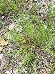 Image result for Schizachyrium jeffreysii