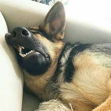 Pin By Julie Berg On Animal Humor Dogs German Shepherd Dogs Shepherd Puppies