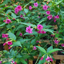 Image result for Jasminum beesianum