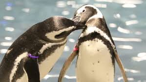 japans aquarium penguins lead complicated lives of feuding