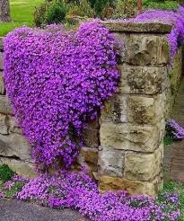 Beautiful Gardens Easy Perennials Purple Flowers Beautiful Flowers