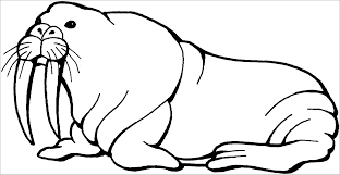 Once dry open up the card and stick the walrus tusks on the snout (on the designated area). Walrus Coloring Pages Free Coloringbay