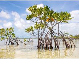 49 470 tykkäystä · 299 puhuu tästä. The Florida Keys Key West On Instagram Mangrovemonday Did You Know Mangroves Like The Ones Found In The Floridakeys Protect Coastal Areas From Erosion