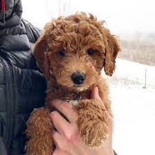 Fendi is the great grand daughter of 2 time world champion dewmist silkscreen. however, her entire pedigree is filled with many hungarian and polish champions. F1b Petite Goldendoodles