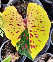 Botanicalbear On Instagram Another Stunning Variant Of Caladium To Add To Your Wishlist Of You Collect Them Calad Di 2020 Tanaman Hias Daun Bunga Tanaman